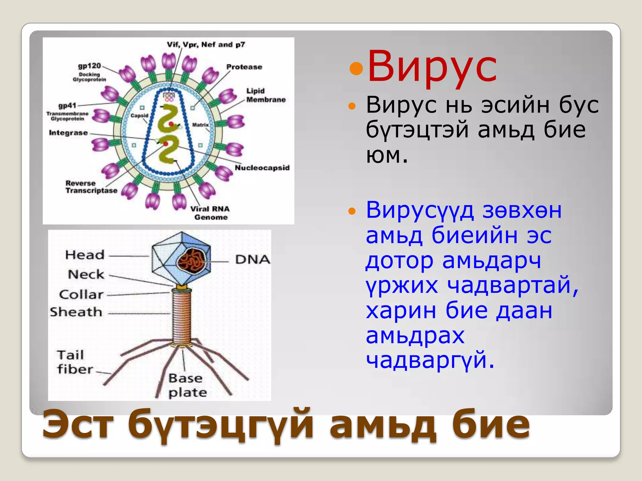 Вирус
                Вирус нь эсийн бус
                 бүтэцтэй амьд бие
                 юм.

                Вирусүүд зөвхөн
                 амьд биеийн эс
                 дотор амьдарч
                 үржих чадвартай,
                 харин бие даан
                 амьдрах
                 чадваргүй.

Эст бүтэцгүй амьд бие
 