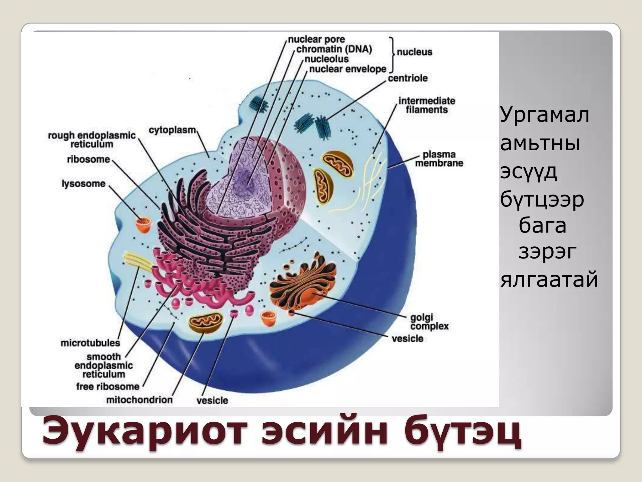 Ургамал
                   амьтны
                   эсүүд
                   бүтцээр
                     бага
                     зэрэг
                   ялгаатай




Эукариот эсийн бүтэц
 