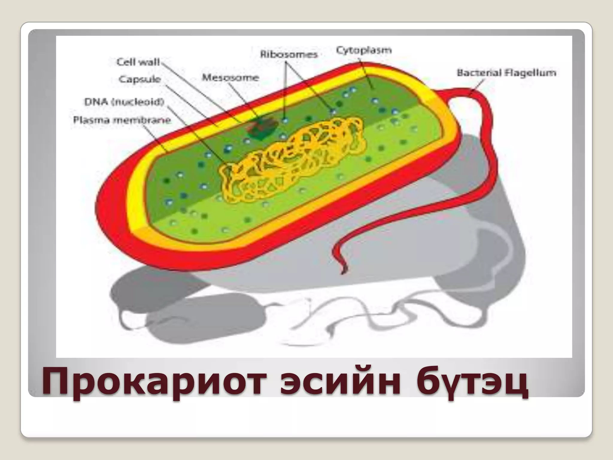 Прокариот эсийн бүтэц
 