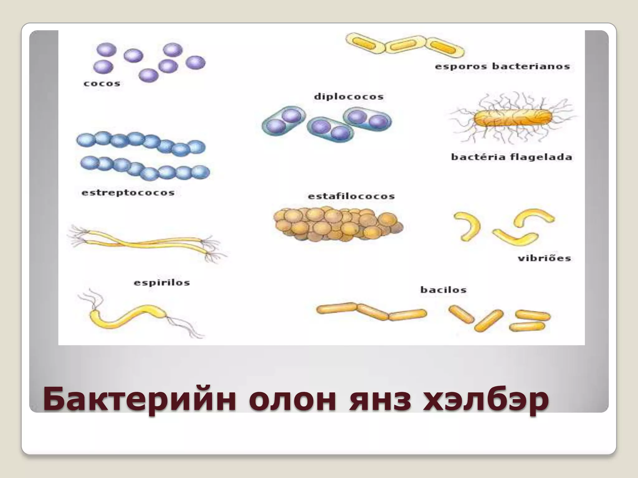 Бактерийн олон янз хэлбэр
 