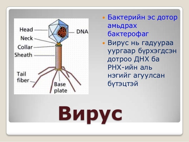 эсийн онол,эсийн ангилал