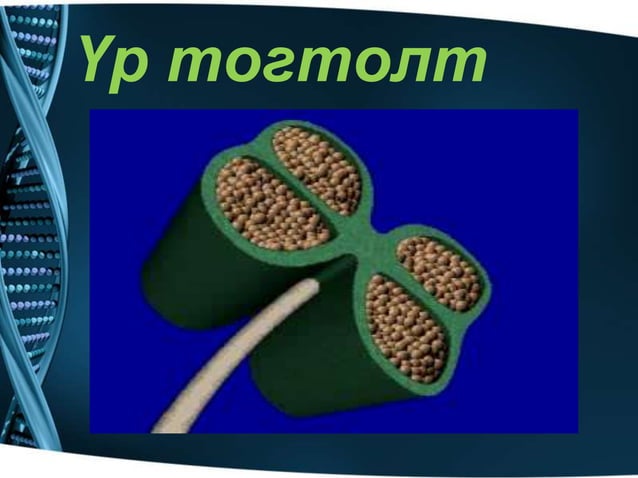 ургамлын үржлийн эрхтэн | PPT