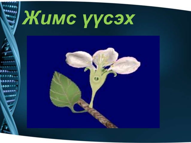 ургамлын үржлийн эрхтэн | PPT