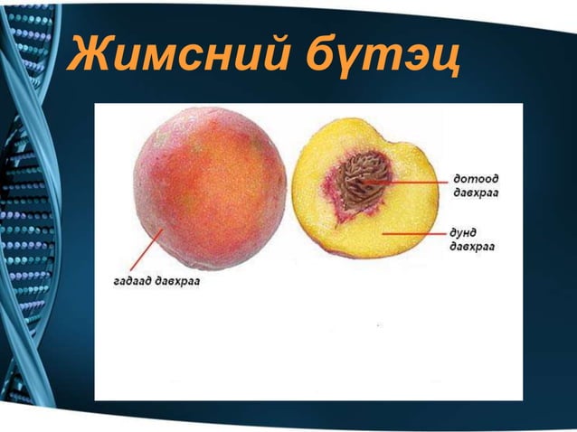 ургамлын үржлийн эрхтэн | PPT