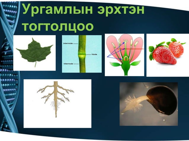 ургамлын үржлийн эрхтэн | PPT