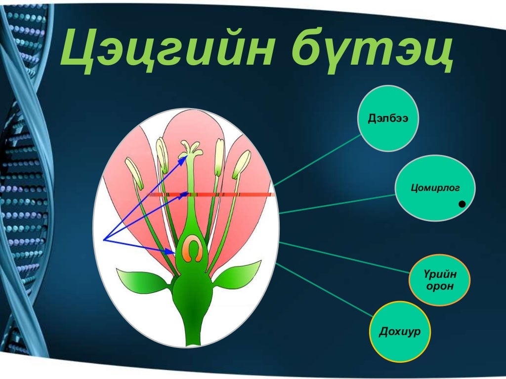 ургамлын үржлийн эрхтэн