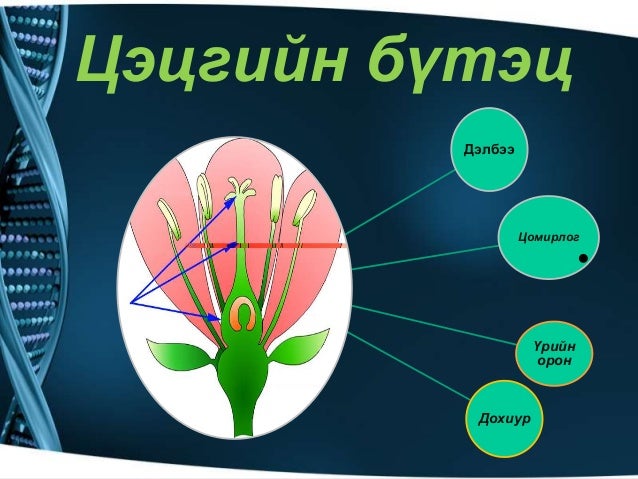 ургамлын үржлийн эрхтэн