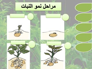 الدرس التفاعلى نباتات الزينة