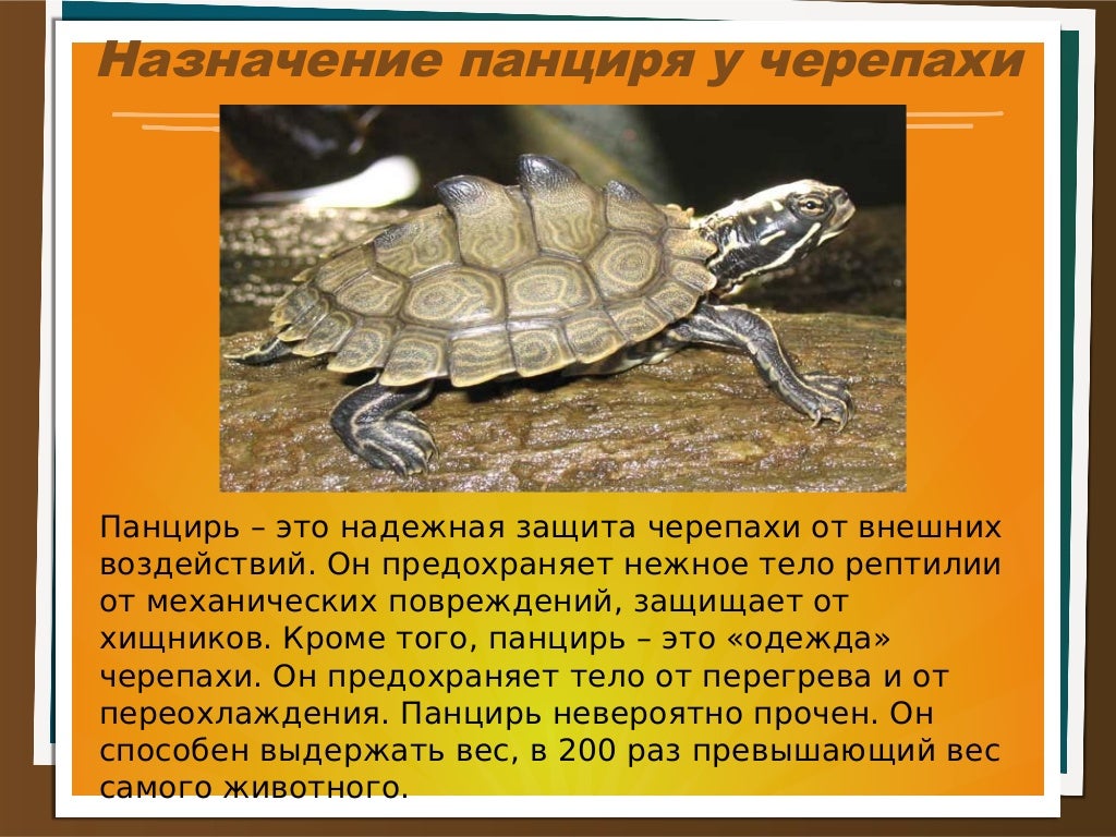 Что такое панцирь у черепахи. Что такое панцирь у черепахи