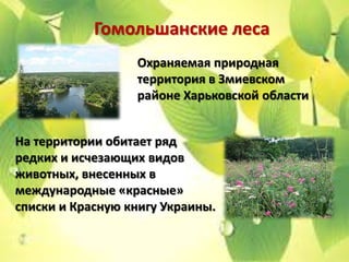 Гомольшанские леса
                  Охраняемая природная
                  территория в Змиевском
                  районе Харьковской области


На территории обитает ряд
редких и исчезающих видов
животных, внесенных в
международные «красные»
списки и Красную книгу Украины.
 