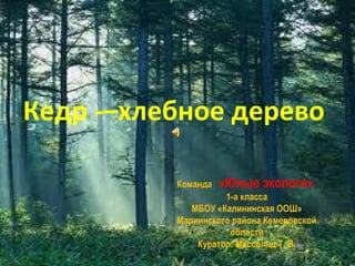 Кедр -–хлебное дерево

          Команда   «Юные экологи»
                    1-а класса
             МБОУ «Калининская ООШ»
          Мариинского района Кемеровской
                     области
              Куратор: Массольд Т. В.
 