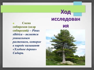 Ход
                      исследован
       Сосна
сибирская (кедр           ия
сибирский) – Pinus
sibirica – является
уникальным
растением, которое
в народе называют
«Хлебное дерево»
Сибири.
 