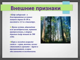 Внешние признаки
Кедр сибирский- в
благоприятных условиях
мощное дерево до 40 м.
высотой и 1,5 м в диаметре.

 Крона густая, яйцевидная
или цилиндрическая, вершина
притупленная, у старых
деревьев (кедр живет до 500
лет).

Кора в молодом возрасте
светло – серая, тонкая, позже
становится серовато – бурой и
трещиноватой, а корка
отслаивается пластинками.
 