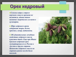 Орех кедровый
Семена  кедра в строго
научном смысле орехами не
являются, однако такое
название закрепилось за ними в
кулинарии.

 Ядро кедрового ореха
содержит жиры, белки,
крахмал, сахар, витамины.

 Об удивительных лечебных
свойствах кедрового масла
известно давно. Еще при Иване
Грозном кедровый орех
экспортировался из России в
Англию и другие страны.
Ценность кедрового масла на
мировом рынке всегда была
высокой.
 