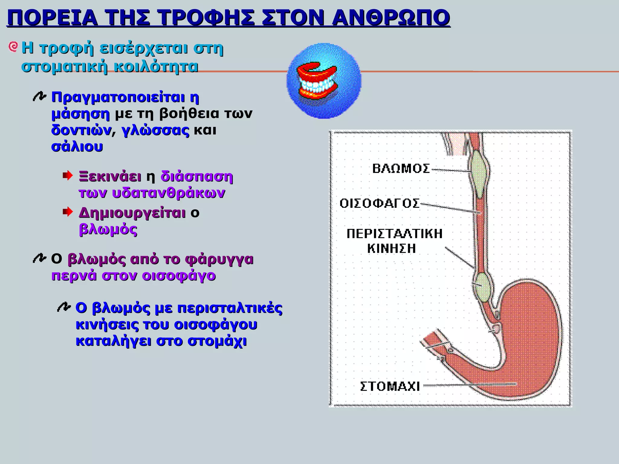 ΠΟΡΕΙΑ ΤΗΣ ΤΡΟΦΗΣ ΣΤOΝ ΑΝΘΡΩΠΟ
H τροφή εισέρχεται στη
στοματική κοιλότητα
   Πραγματοποιείται η
   μάσηση με τη βοήθεια των
   δοντιών, γλώσσας και
   δοντιών
   σάλιου

      Ξεκινάει η διάσπαση
      των υδατανθράκων
      Δημιουργείται ο
      βλωμός

   Ο βλωμός από το φάρυγγα
   περνά στον οισοφάγο

     Ο βλωμός με περισταλτικές
     κινήσεις του οισοφάγου
     καταλήγει στο στομάχι
 
