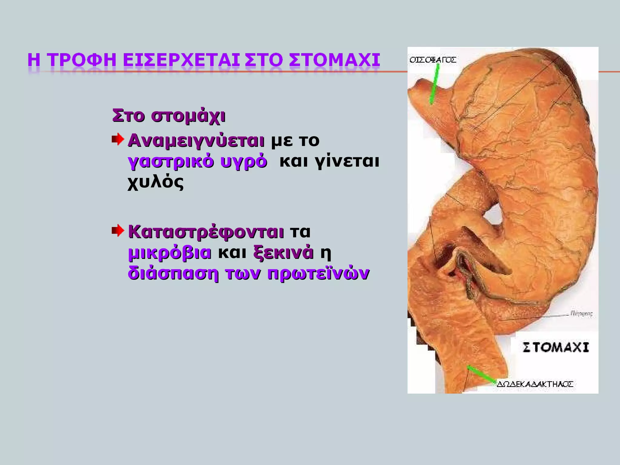 Στο στομάχι
 Αναμειγνύεται με το
 γαστρικό υγρό και γίνεται
 χυλός

 Καταστρέφονται τα
 μικρόβια και ξεκινά η
 διάσπαση των πρωτεϊνών
 