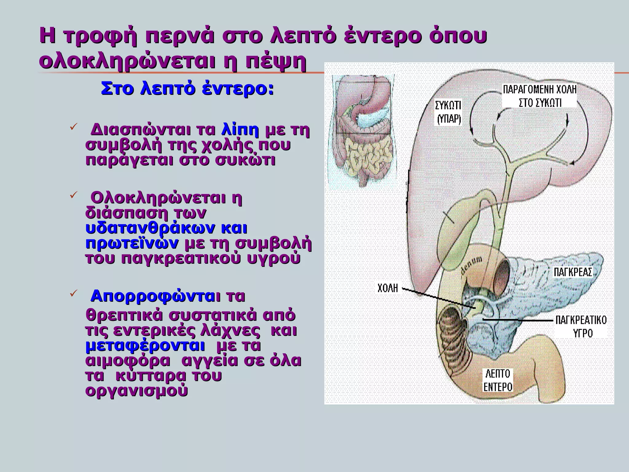 H τροφή περνά στο λεπτό έντερο όπου
ολοκληρώνεται η πέψη
       Στο λεπτό έντερο:

     Διασπώνται τα λίπη με τη
      συμβολή της χολής που
      παράγεται στο συκώτι

      Ολοκληρώνεται η
      διάσπαση των
      υδατανθράκων και
      πρωτεϊνών με τη συμβολή
      του παγκρεατικού υγρού

      Απορροφώνται τα
      θρεπτικά συστατικά από
      τις εντερικές λάχνες και
      μεταφέρονται με τα
      αιμοφόρα αγγεία σε όλα
      τα κύτταρα του
      οργανισμού
 