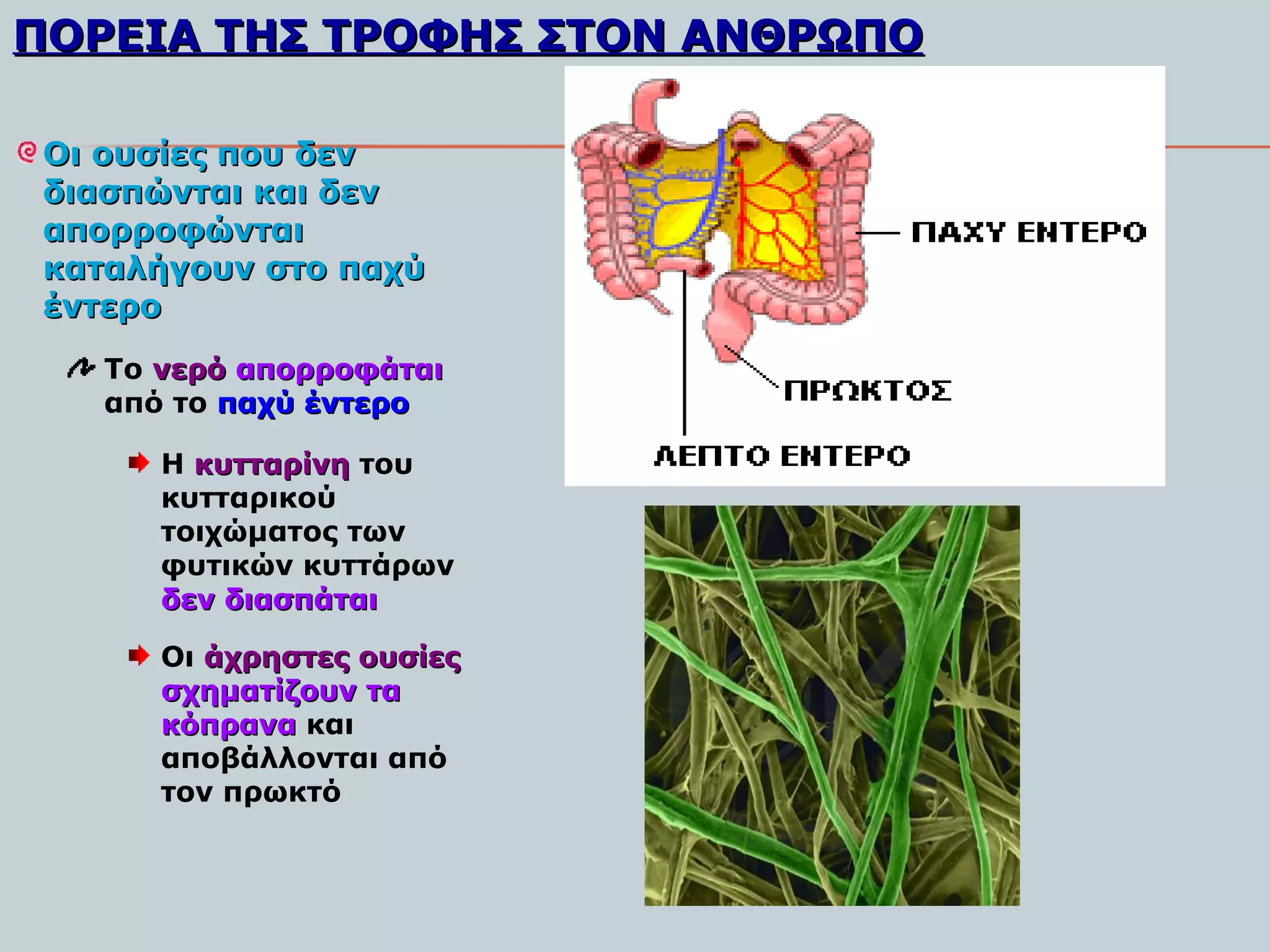 ΠΟΡΕΙΑ ΤΗΣ ΤΡΟΦΗΣ ΣΤOΝ ΑΝΘΡΩΠΟ

Οι ουσίες που δεν
διασπώνται και δεν
απορροφώνται
καταλήγουν στο παχύ
έντερο
   Το νερό απορροφάται
   από το παχύ έντερο

      Η κυτταρίνη του
      κυτταρικού
      τοιχώματος των
      φυτικών κυττάρων
      δεν διασπάται

      Οι άχρηστες ουσίες
      σχηματίζουν τα
      κόπρανα και
      αποβάλλονται από
      τον πρωκτό
 