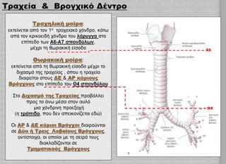 Ανατομία Θώρακα - Ακτινολογική Προσέγγιση