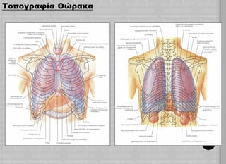 Ανατομία Θώρακα - Ακτινολογική Προσέγγιση