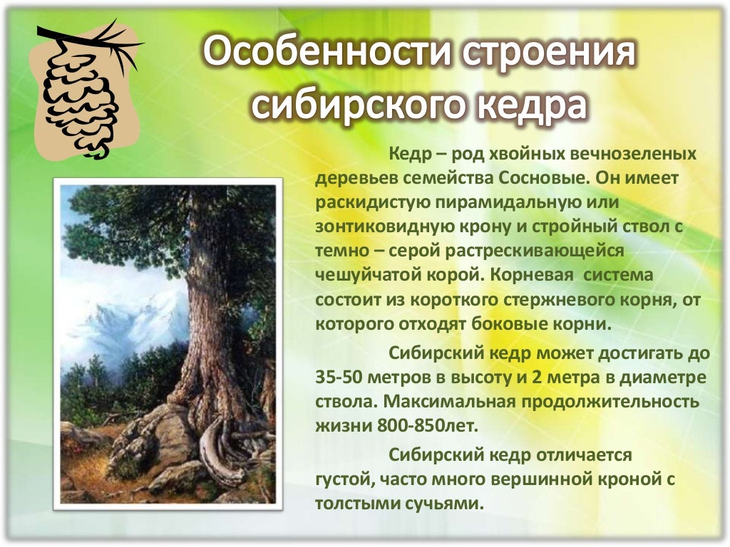 Корневая система кедра сибирского схема