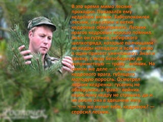 В это время мимо лесник
проходил. Показался ему
кедрёнок вялым. Забеспокоился
лесник, стал ствол и ветки
кедровые осматривать. Лесник
врагов кедровых хорошо помнил.
Знал он гусениц сибирского
шелкопряда, которые полчищами
на кедры нападают и всю их хвою
в один присест уничтожают. Знал и
травку, с виду безобидную да
неприметную — траву - вейник. На
самом же деле — злющего
кедрового врага, губящего
молодую поросль. Осмотрел
лесник кедренка: гусениц не
обнаружил, а трава - вейник
взрослому кедру не страшна, да и
не росла она в здешнем лесу.
— Что же мучит тебя, кедренок? —
спросил лесник.
 