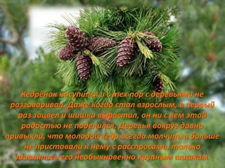Кедрёнок насупился и с тех пор с деревьями не
 разговаривал. Даже когда стал взрослым, в первый
   раз зацвел и шишки вырастил, он ни с кем этой
    радостью не поделился. Деревья вокруг давно
привыкли, что молодой кедр всегда молчит, и больше
     не приставали к нему с расспросами, только
  удивлялись его необыкновенно крупным шишкам.
 