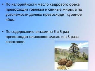• По калорийности масло кедрового ореха
  превосходит говяжьи и свиные жиры, а по
  усвояемости далеко превосходит куриное
  яйцо.

• По содержанию витамина Е в 5 раз
  превосходит оливковое масло и в 3 раза
  кокосовое.
 
