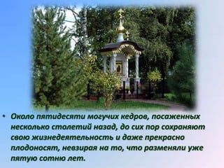 • Около пятидесяти могучих кедров, посаженных
  несколько столетий назад, до сих пор сохраняют
  свою жизнедеятельность и даже прекрасно
  плодоносят, невзирая на то, что разменяли уже
  пятую сотню лет.
 