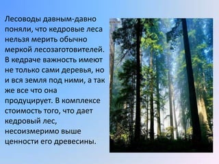 Лесоводы давным-давно
поняли, что кедровые леса
нельзя мерить обычно
меркой лесозаготовителей.
В кедраче важность имеют
не только сами деревья, но
и вся земля под ними, а так
же все что она
продуцирует. В комплексе
стоимость того, что дает
кедровый лес,
несоизмеримо выше
ценности его древесины.
 