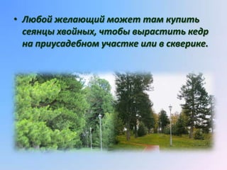 • Любой желающий может там купить
  сеянцы хвойных, чтобы вырастить кедр
  на приусадебном участке или в скверике.
 