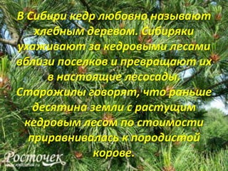 В Сибири кедр любовно называют
   хлебным деревом. Сибиряки
ухаживают за кедровыми лесами
вблизи поселков и превращают их
     в настоящие лесосады.
Старожилы говорят, что раньше
   десятина земли с растущим
 кедровым лесом по стоимости
  приравнивалась к породистой
             корове.
 