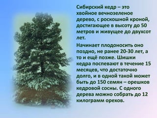 Сибирский кедр – это
хвойное вечнозеленое
дерево, с роскошной кроной,
достигающее в высоту до 50
метров и живущее до двухсот
лет.
Начинает плодоносить оно
поздно, не ранее 20-30 лет, а
то и ещё позже. Шишки
кедра поспевают в течение 15
месяцев, что достаточно
долго, и в одной такой может
быть до 150 семян – орешков
кедровой сосны. С одного
дерева можно собрать до 12
килограмм орехов.
 