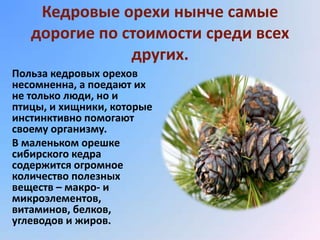 Кедровые орехи нынче самые
   дорогие по стоимости среди всех
               других.
Польза кедровых орехов
несомненна, а поедают их
не только люди, но и
птицы, и хищники, которые
инстинктивно помогают
своему организму.
В маленьком орешке
сибирского кедра
содержится огромное
количество полезных
веществ – макро- и
микроэлементов,
витаминов, белков,
углеводов и жиров.
 