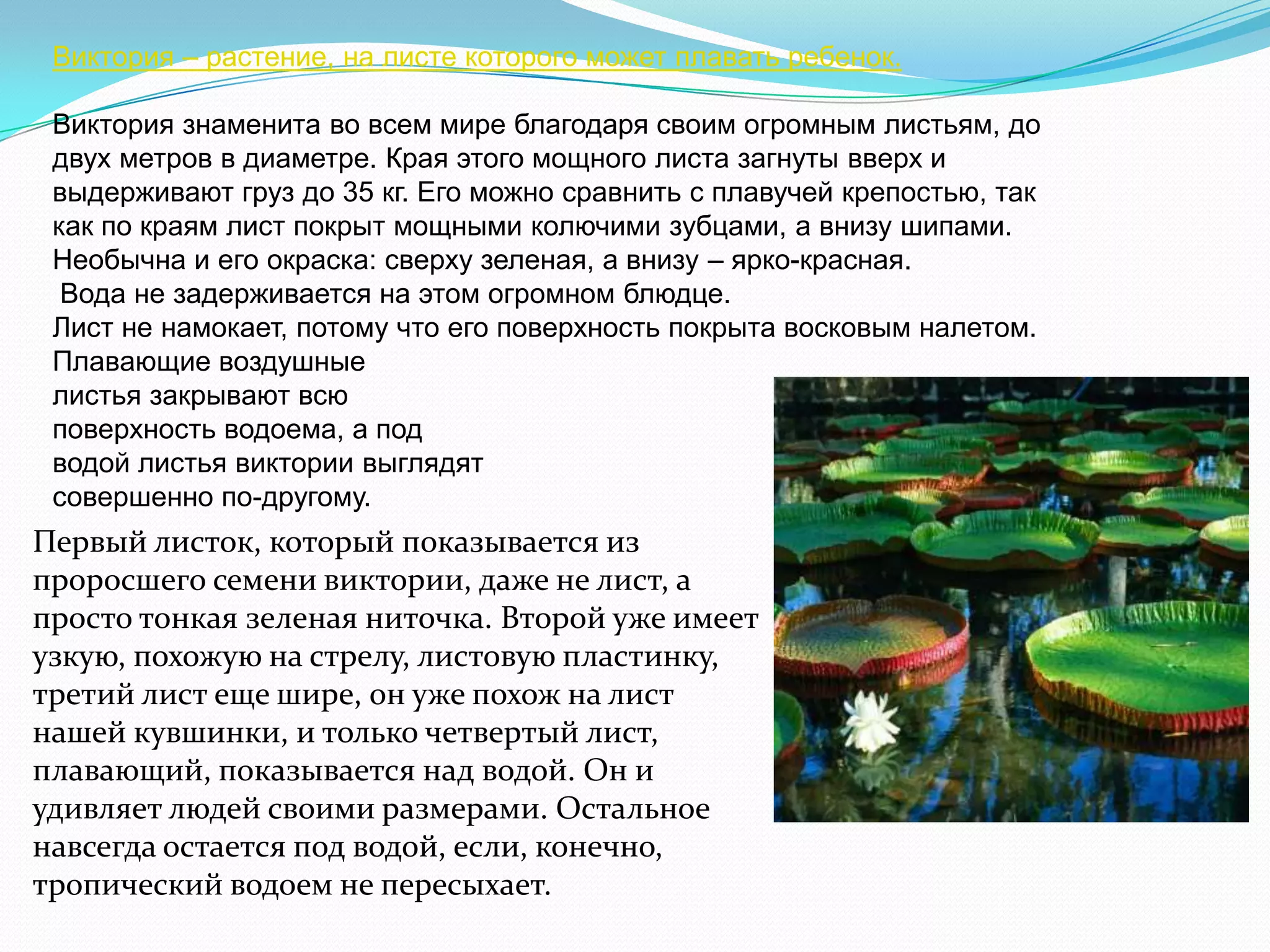 Виктория – растение, на листе которого может плавать ребенок.

 Виктория знаменита во всем мире благодаря своим огромным листьям, до
 двух метров в диаметре. Края этого мощного листа загнуты вверх и
 выдерживают груз до 35 кг. Его можно сравнить с плавучей крепостью, так
 как по краям лист покрыт мощными колючими зубцами, а внизу шипами.
 Необычна и его окраска: сверху зеленая, а внизу – ярко-красная.
  Вода не задерживается на этом огромном блюдце.
 Лист не намокает, потому что его поверхность покрыта восковым налетом.
 Плавающие воздушные
 листья закрывают всю
 поверхность водоема, а под
 водой листья виктории выглядят
 совершенно по-другому.
Первый листок, который показывается из
проросшего семени виктории, даже не лист, а
просто тонкая зеленая ниточка. Второй уже имеет
узкую, похожую на стрелу, листовую пластинку,
третий лист еще шире, он уже похож на лист
нашей кувшинки, и только четвертый лист,
плавающий, показывается над водой. Он и
удивляет людей своими размерами. Остальное
навсегда остается под водой, если, конечно,
тропический водоем не пересыхает.
 