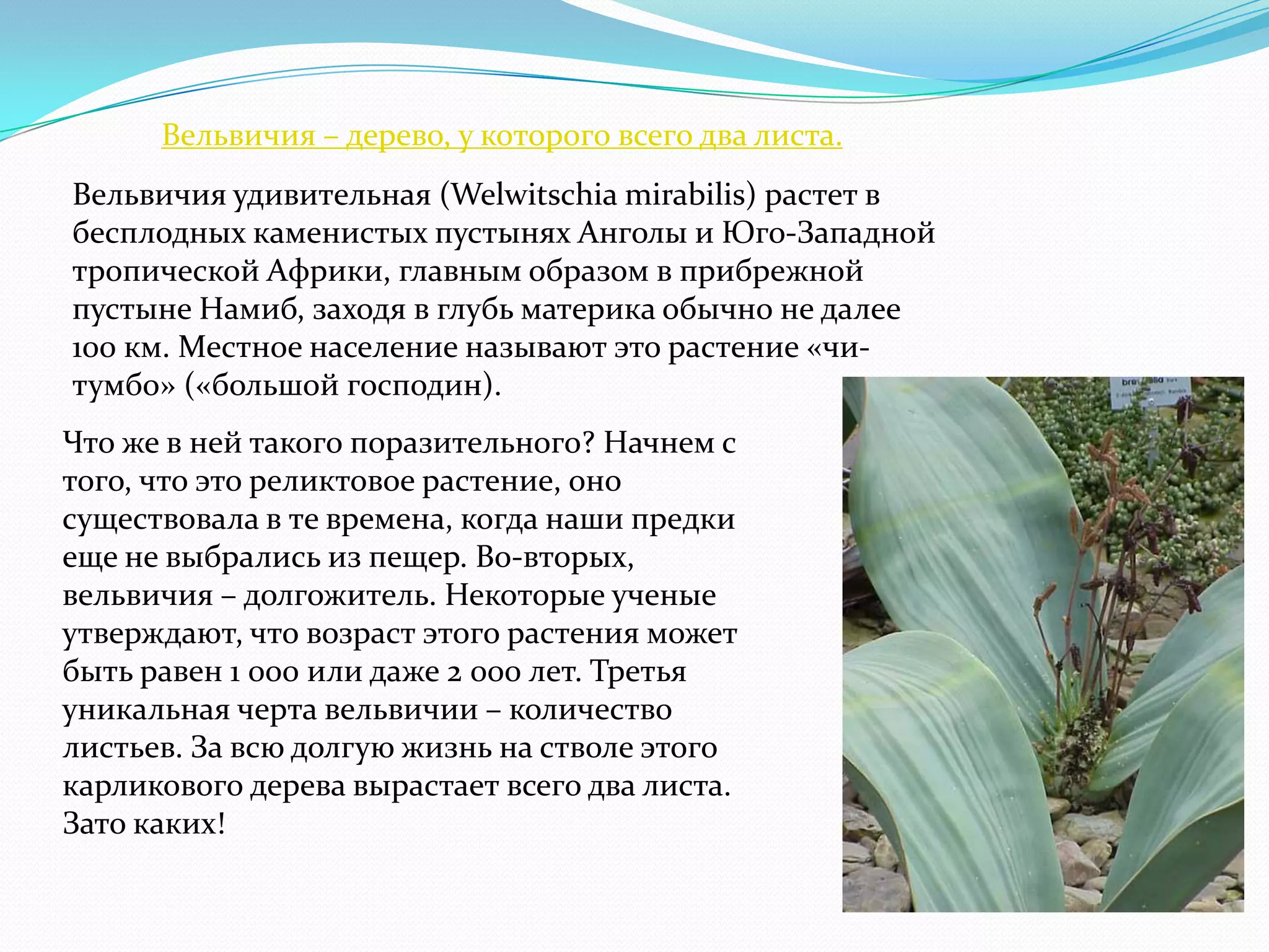 Вельвичия – дерево, у которого всего два листа.
Вельвичия удивительная (Welwitschia mirabilis) растет в
бесплодных каменистых пустынях Анголы и Юго-Западной
тропической Африки, главным образом в прибрежной
пустыне Намиб, заходя в глубь материка обычно не далее
100 км. Местное население называют это растение «чи-
тумбо» («большой господин).
Что же в ней такого поразительного? Начнем с
того, что это реликтовое растение, оно
существовала в те времена, когда наши предки
еще не выбрались из пещер. Во-вторых,
вельвичия – долгожитель. Некоторые ученые
утверждают, что возраст этого растения может
быть равен 1 000 или даже 2 000 лет. Третья
уникальная черта вельвичии – количество
листьев. За всю долгую жизнь на стволе этого
карликового дерева вырастает всего два листа.
Зато каких!
 