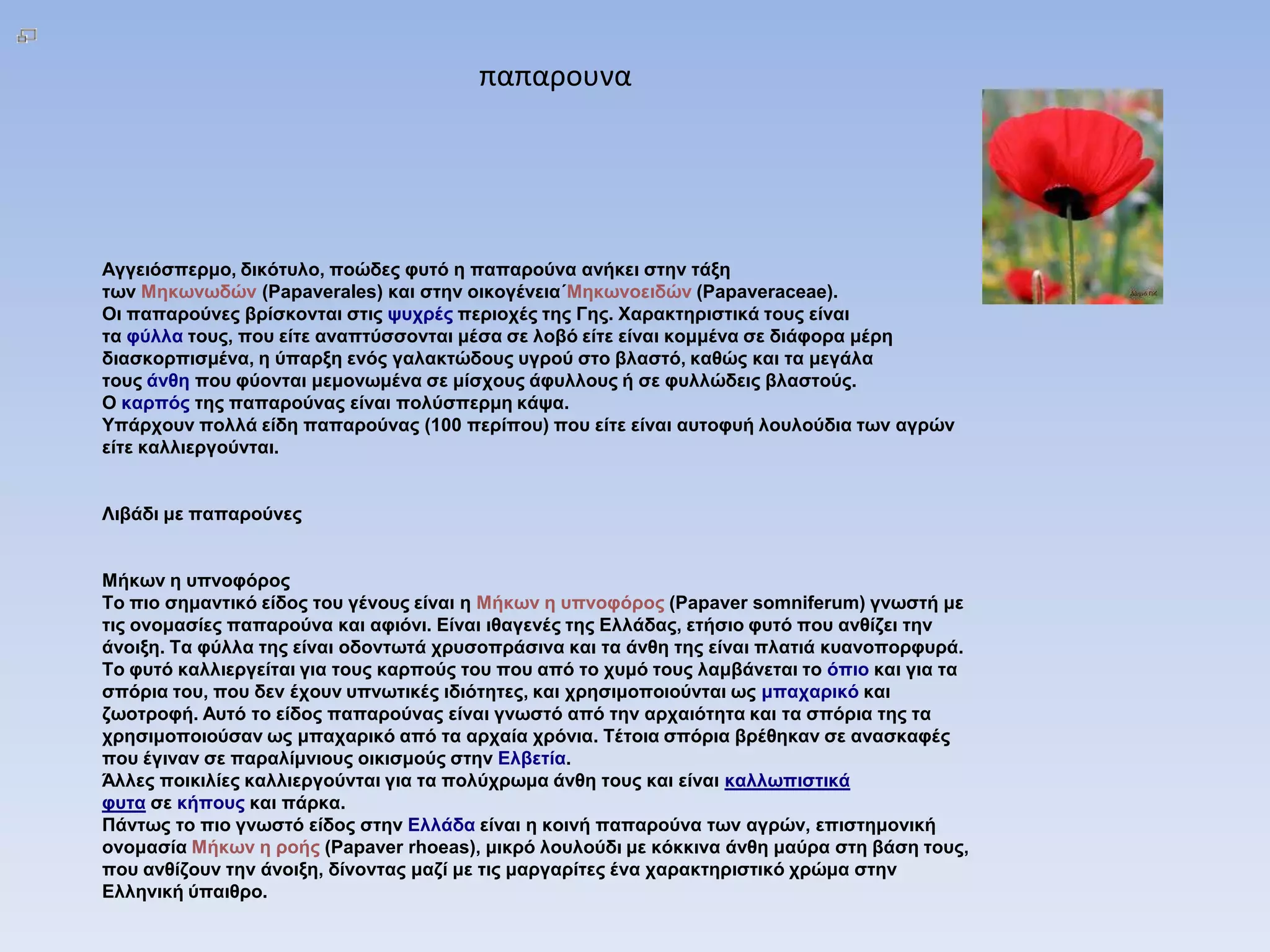 παπαρουνα




Αγγεηόζπεξκν, δηθόηπιν, πνώδεο θπηό ε παπαξνύλα αλήθεη ζηελ ηάμε
ησλ Μεθσλσδώλ (Papaverales) θαη ζηελ νηθνγέλεηα΄Μεθσλνεηδώλ (Papaveraceae).
Οη παπαξνύλεο βξίζθνληαη ζηηο ςπρξέο πεξηνρέο ηεο Γεο. Φαξαθηεξηζηηθά ηνπο είλαη
ηα θύιια ηνπο, πνπ είηε αλαπηύζζνληαη κέζα ζε ινβό είηε είλαη θνκκέλα ζε δηάθνξα κέξε
δηαζθνξπηζκέλα, ε ύπαξμε ελόο γαιαθηώδνπο πγξνύ ζην βιαζηό, θαζώο θαη ηα κεγάια
ηνπο άλζε πνπ θύνληαη κεκνλσκέλα ζε κίζρνπο άθπιινπο ή ζε θπιιώδεηο βιαζηνύο.
Ο θαξπόο ηεο παπαξνύλαο είλαη πνιύζπεξκε θάςα.
Υπάξρνπλ πνιιά είδε παπαξνύλαο (100 πεξίπνπ) πνπ είηε είλαη απηνθπή ινπινύδηα ησλ αγξώλ
είηε θαιιηεξγνύληαη.


Ληβάδη κε παπαξνύλεο


Μήθσλ ε ππλνθόξνο
Τν πην ζεκαληηθό είδνο ηνπ γέλνπο είλαη ε Μήθσλ ε ππλνθόξνο (Papaver somniferum) γλσζηή κε
ηηο νλνκαζίεο παπαξνύλα θαη αθηόλη. Είλαη ηζαγελέο ηεο Ειιάδαο, εηήζην θπηό πνπ αλζίδεη ηελ
άλνημε. Τα θύιια ηεο είλαη νδνλησηά ρξπζνπξάζηλα θαη ηα άλζε ηεο είλαη πιαηηά θπαλνπνξθπξά.
Τν θπηό θαιιηεξγείηαη γηα ηνπο θαξπνύο ηνπ πνπ από ην ρπκό ηνπο ιακβάλεηαη ην όπην θαη γηα ηα
ζπόξηα ηνπ, πνπ δελ έρνπλ ππλσηηθέο ηδηόηεηεο, θαη ρξεζηκνπνηνύληαη σο κπαραξηθό θαη
δσνηξνθή. Απηό ην είδνο παπαξνύλαο είλαη γλσζηό από ηελ αξραηόηεηα θαη ηα ζπόξηα ηεο ηα
ρξεζηκνπνηνύζαλ σο κπαραξηθό από ηα αξραία ρξόληα. Τέηνηα ζπόξηα βξέζεθαλ ζε αλαζθαθέο
πνπ έγηλαλ ζε παξαιίκληνπο νηθηζκνύο ζηελ Ειβεηία.
Άιιεο πνηθηιίεο θαιιηεξγνύληαη γηα ηα πνιύρξσκα άλζε ηνπο θαη είλαη θαιισπηζηηθά
θπηα ζε θήπνπο θαη πάξθα.
Πάλησο ην πην γλσζηό είδνο ζηελ Ειιάδα είλαη ε θνηλή παπαξνύλα ησλ αγξώλ, επηζηεκνληθή
νλνκαζία Μήθσλ ε ξνήο (Papaver rhoeas), κηθξό ινπινύδη κε θόθθηλα άλζε καύξα ζηε βάζε ηνπο,
πνπ αλζίδνπλ ηελ άλνημε, δίλνληαο καδί κε ηηο καξγαξίηεο έλα ραξαθηεξηζηηθό ρξώκα ζηελ
Ειιεληθή ύπαηζξν.
 