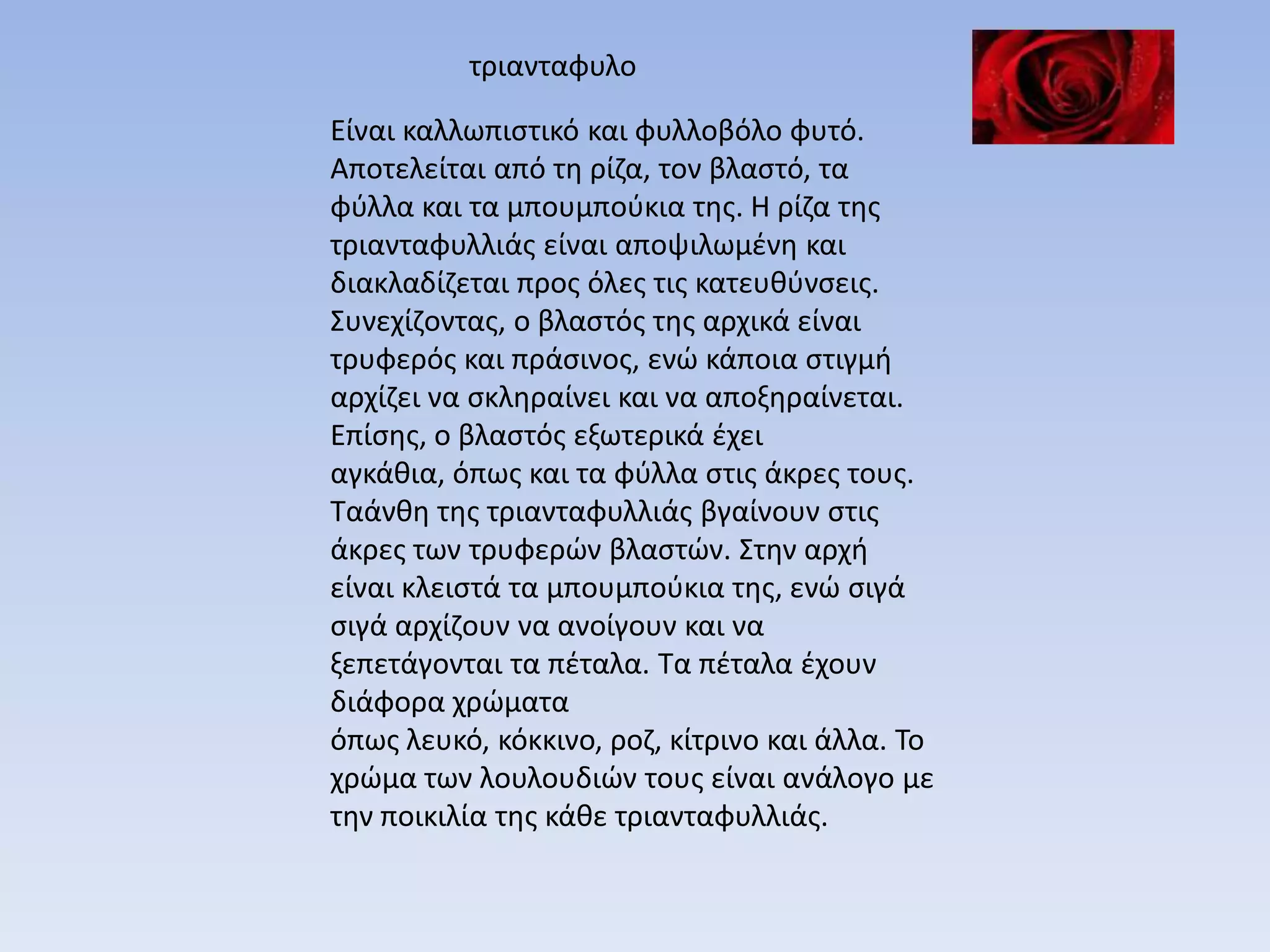 τριανταφυλο

Είναι καλλωπιςτικό και φυλλοβόλο φυτό.
Αποτελείται από τθ ρίηα, τον βλαςτό, τα
φφλλα και τα μπουμποφκια τθσ. Η ρίηα τθσ
τριανταφυλλιάσ είναι αποψιλωμζνθ και
διακλαδίηεται προσ όλεσ τισ κατευκφνςεισ.
Συνεχίηοντασ, ο βλαςτόσ τθσ αρχικά είναι
τρυφερόσ και πράςινοσ, ενϊ κάποια ςτιγμι
αρχίηει να ςκλθραίνει και να αποξθραίνεται.
Επίςθσ, ο βλαςτόσ εξωτερικά ζχει
αγκάκια, όπωσ και τα φφλλα ςτισ άκρεσ τουσ.
Ταάνκθ τθσ τριανταφυλλιάσ βγαίνουν ςτισ
άκρεσ των τρυφερϊν βλαςτϊν. Στθν αρχι
είναι κλειςτά τα μπουμποφκια τθσ, ενϊ ςιγά
ςιγά αρχίηουν να ανοίγουν και να
ξεπετάγονται τα πζταλα. Τα πζταλα ζχουν
διάφορα χρϊματα
όπωσ λευκό, κόκκινο, ροη, κίτρινο και άλλα. Το
χρϊμα των λουλουδιϊν τουσ είναι ανάλογο με
τθν ποικιλία τθσ κάκε τριανταφυλλιάσ.
 