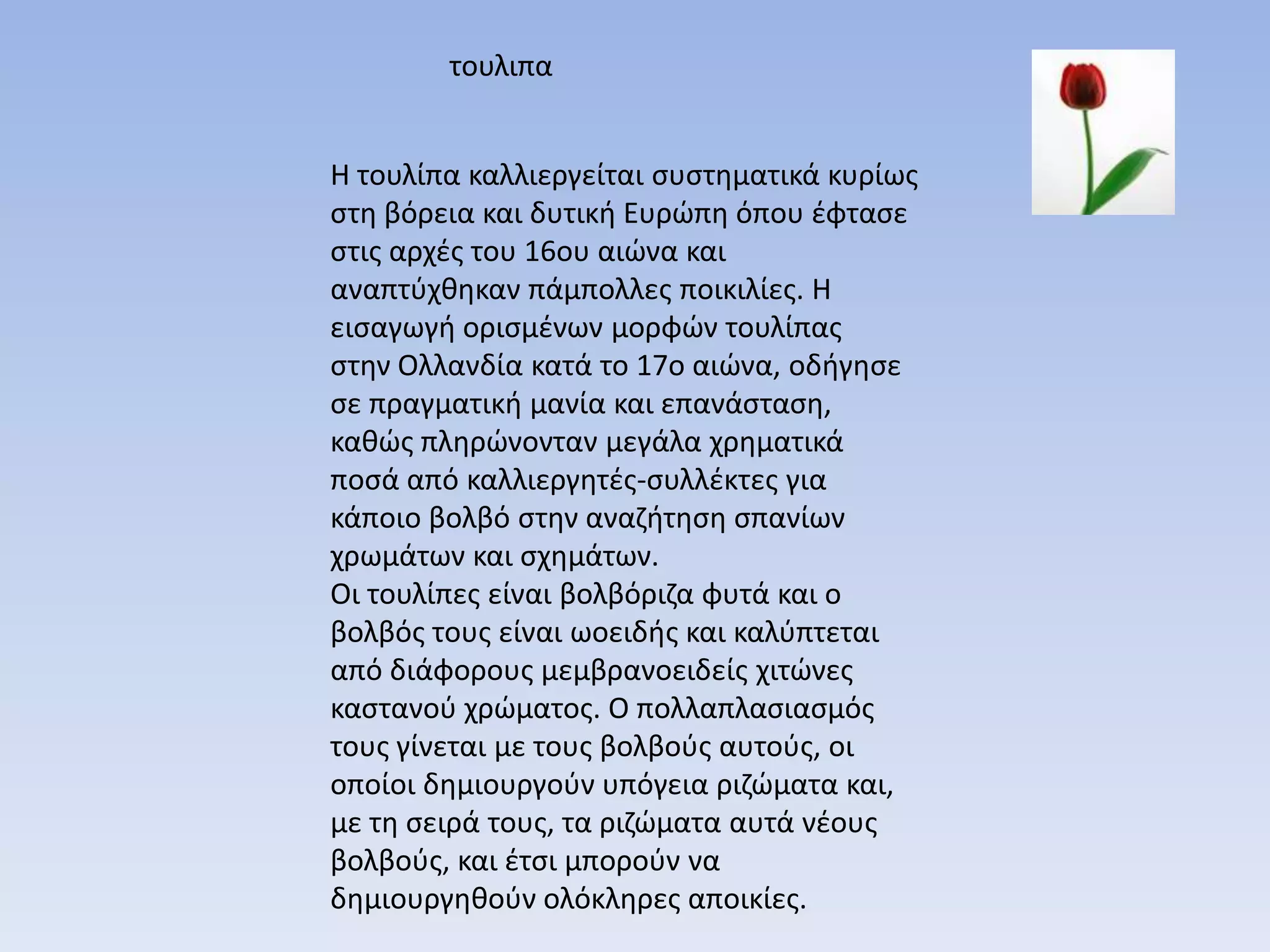 τουλιπα


Η τουλίπα καλλιεργείται ςυςτθματικά κυρίωσ
ςτθ βόρεια και δυτικι Ευρϊπθ όπου ζφταςε
ςτισ αρχζσ του 16ου αιϊνα και
αναπτφχκθκαν πάμπολλεσ ποικιλίεσ. Η
ειςαγωγι οριςμζνων μορφϊν τουλίπασ
ςτθν Ολλανδία κατά το 17ο αιϊνα, οδιγθςε
ςε πραγματικι μανία και επανάςταςθ,
κακϊσ πλθρϊνονταν μεγάλα χρθματικά
ποςά από καλλιεργθτζσ-ςυλλζκτεσ για
κάποιο βολβό ςτθν αναηιτθςθ ςπανίων
χρωμάτων και ςχθμάτων.
Οι τουλίπεσ είναι βολβόριηα φυτά και ο
βολβόσ τουσ είναι ωοειδισ και καλφπτεται
από διάφορουσ μεμβρανοειδείσ χιτϊνεσ
καςτανοφ χρϊματοσ. Ο πολλαπλαςιαςμόσ
τουσ γίνεται με τουσ βολβοφσ αυτοφσ, οι
οποίοι δθμιουργοφν υπόγεια ριηϊματα και,
με τθ ςειρά τουσ, τα ριηϊματα αυτά νζουσ
βολβοφσ, και ζτςι μποροφν να
δθμιουργθκοφν ολόκλθρεσ αποικίεσ.
 