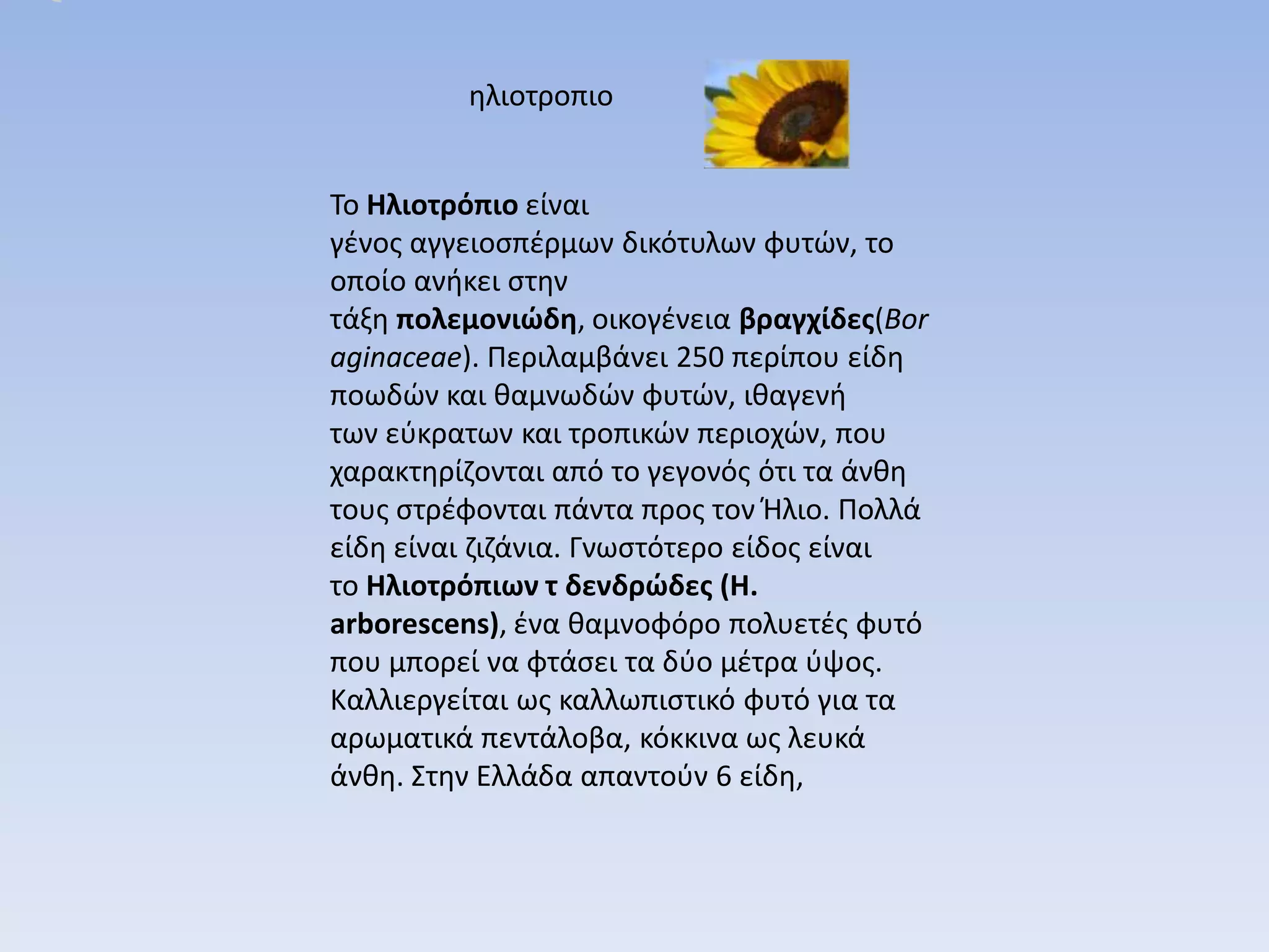 θλιοτροπιο


Το Ηλιοτρόπιο είναι
γζνοσ αγγειοςπζρμων δικότυλων φυτϊν, το
οποίο ανικει ςτθν
τάξθ πολεμονιώδη, οικογζνεια βραγχίδες(Bor
aginaceae). Περιλαμβάνει 250 περίπου είδθ
ποωδϊν και καμνωδϊν φυτϊν, ικαγενι
των εφκρατων και τροπικϊν περιοχϊν, που
χαρακτθρίηονται από το γεγονόσ ότι τα άνκθ
τουσ ςτρζφονται πάντα προσ τον Ήλιο. Πολλά
είδθ είναι ηιηάνια. Γνωςτότερο είδοσ είναι
το Ηλιοτρόπιων τ δενδρώδες (H.
arborescens), ζνα καμνοφόρο πολυετζσ φυτό
που μπορεί να φτάςει τα δφο μζτρα φψοσ.
Καλλιεργείται ωσ καλλωπιςτικό φυτό για τα
αρωματικά πεντάλοβα, κόκκινα ωσ λευκά
άνκθ. Στθν Ελλάδα απαντοφν 6 είδθ,
 
