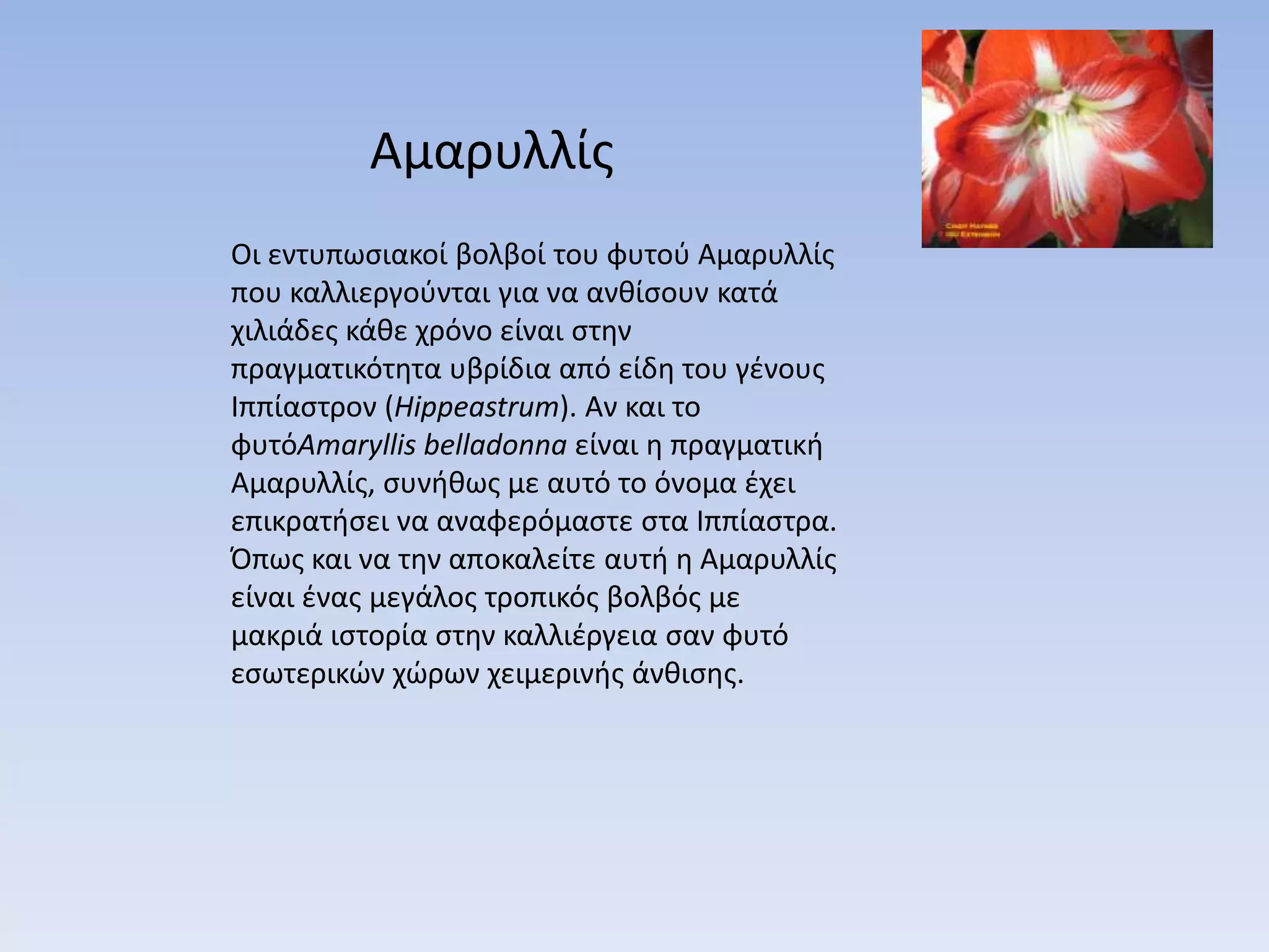 Αμαρυλλίσ
Οι εντυπωςιακοί βολβοί του φυτοφ Αμαρυλλίσ
που καλλιεργοφνται για να ανκίςουν κατά
χιλιάδεσ κάκε χρόνο είναι ςτθν
πραγματικότθτα υβρίδια από είδθ του γζνουσ
Ιππίαςτρον (Hippeastrum). Αν και το
φυτόAmaryllis belladonna είναι θ πραγματικι
Αμαρυλλίσ, ςυνικωσ με αυτό το όνομα ζχει
επικρατιςει να αναφερόμαςτε ςτα Ιππίαςτρα.
Όπωσ και να τθν αποκαλείτε αυτι θ Αμαρυλλίσ
είναι ζνασ μεγάλοσ τροπικόσ βολβόσ με
μακριά ιςτορία ςτθν καλλιζργεια ςαν φυτό
εςωτερικϊν χϊρων χειμερινισ άνκιςθσ.
 