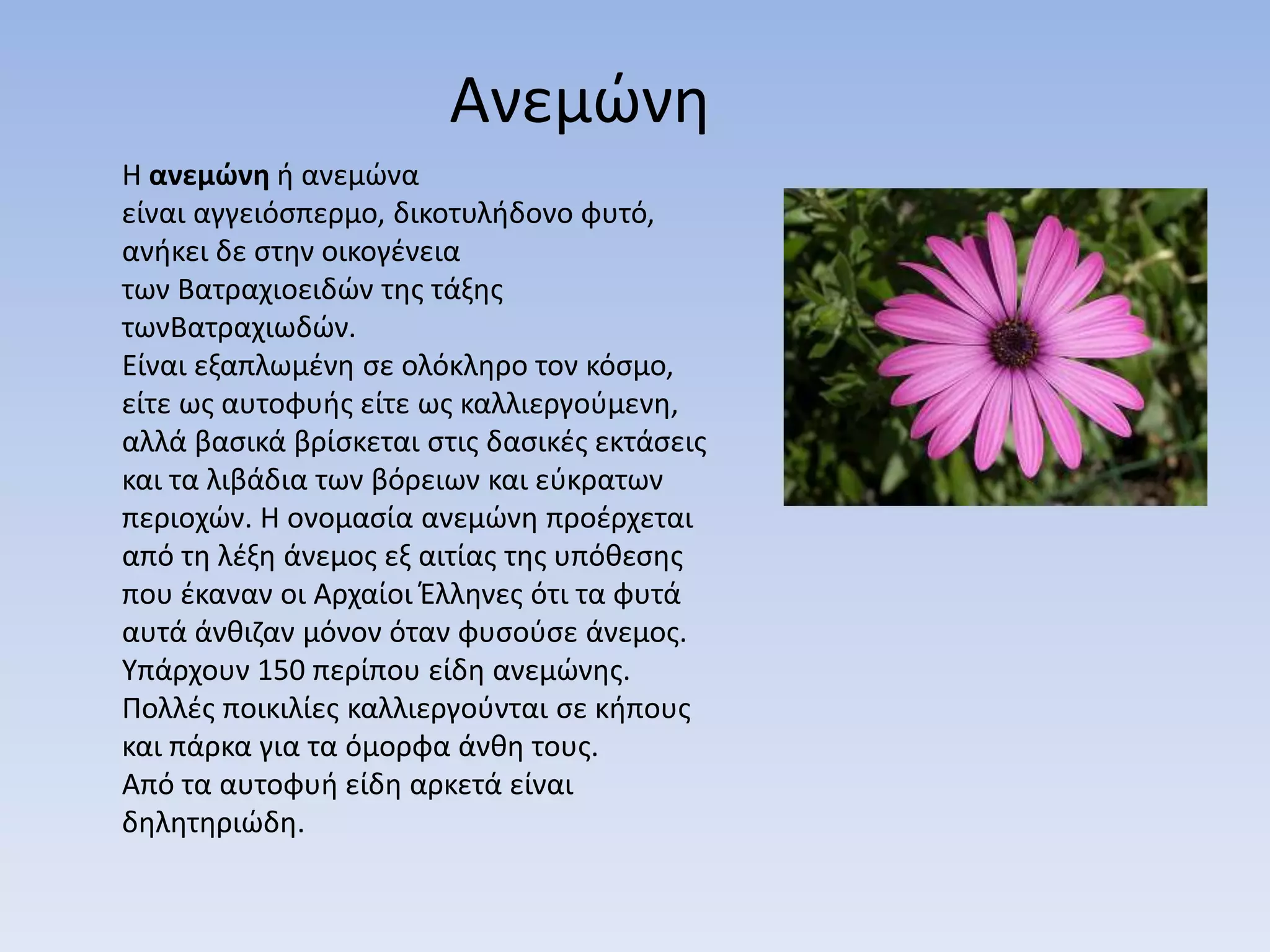Ανεμϊνθ
Η ανεμώνη ι ανεμϊνα
είναι αγγειόςπερμο, δικοτυλιδονο φυτό,
ανικει δε ςτθν οικογζνεια
των Bατραχιοειδϊν τθσ τάξθσ
τωνBατραχιωδϊν.
Είναι εξαπλωμζνθ ςε ολόκλθρο τον κόςμο,
είτε ωσ αυτοφυισ είτε ωσ καλλιεργοφμενθ,
αλλά βαςικά βρίςκεται ςτισ δαςικζσ εκτάςεισ
και τα λιβάδια των βόρειων και εφκρατων
περιοχϊν. Η ονομαςία ανεμϊνθ προζρχεται
από τθ λζξθ άνεμοσ εξ αιτίασ τθσ υπόκεςθσ
που ζκαναν οι Αρχαίοι Έλλθνεσ ότι τα φυτά
αυτά άνκιηαν μόνον όταν φυςοφςε άνεμοσ.
Υπάρχουν 150 περίπου είδθ ανεμϊνθσ.
Πολλζσ ποικιλίεσ καλλιεργοφνται ςε κιπουσ
και πάρκα για τα όμορφα άνκθ τουσ.
Από τα αυτοφυι είδθ αρκετά είναι
δθλθτθριϊδθ.
 