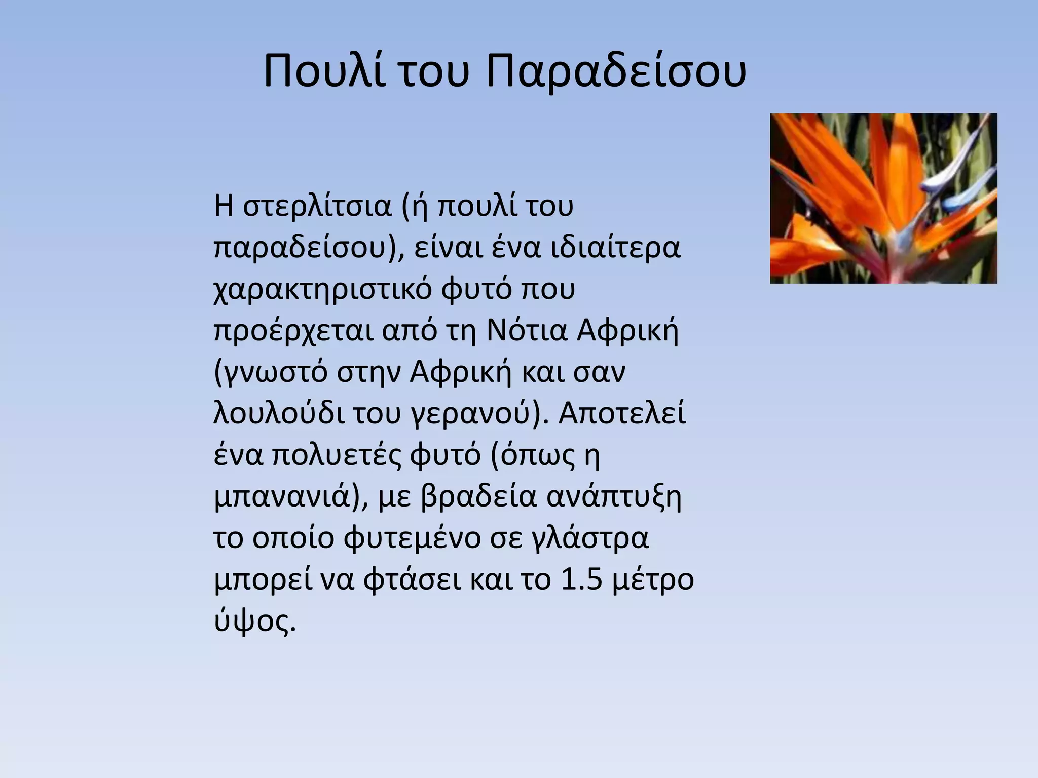 Πουλί του Παραδείςου

Η ςτερλίτςια (ι πουλί του
παραδείςου), είναι ζνα ιδιαίτερα
χαρακτθριςτικό φυτό που
προζρχεται από τθ Νότια Αφρικι
(γνωςτό ςτθν Αφρικι και ςαν
λουλοφδι του γερανοφ). Αποτελεί
ζνα πολυετζσ φυτό (όπωσ θ
μπανανιά), με βραδεία ανάπτυξθ
το οποίο φυτεμζνο ςε γλάςτρα
μπορεί να φτάςει και το 1.5 μζτρο
φψοσ.
 
