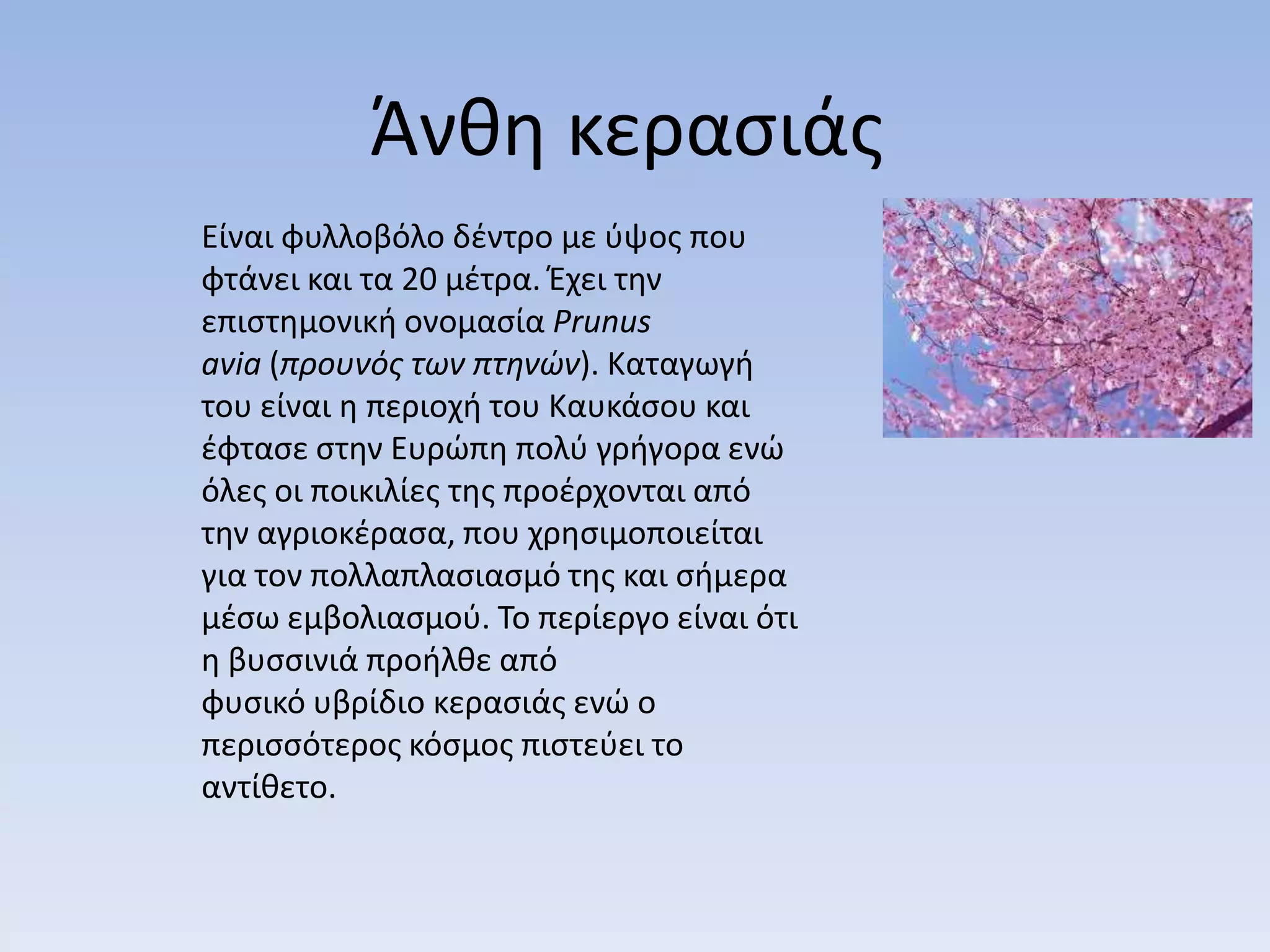 Άνκθ κεραςιάσ
Είναι φυλλοβόλο δζντρο με φψοσ που
φτάνει και τα 20 μζτρα. Έχει τθν
επιςτθμονικι ονομαςία Prunus
avia (προυνός των πτηνών). Καταγωγι
του είναι θ περιοχι του Καυκάςου και
ζφταςε ςτθν Ευρϊπθ πολφ γριγορα ενϊ
όλεσ οι ποικιλίεσ τθσ προζρχονται από
τθν αγριοκζραςα, που χρθςιμοποιείται
για τον πολλαπλαςιαςμό τθσ και ςιμερα
μζςω εμβολιαςμοφ. Το περίεργο είναι ότι
θ βυςςινιά προιλκε από
φυςικό υβρίδιο κεραςιάσ ενϊ ο
περιςςότεροσ κόςμοσ πιςτεφει το
αντίκετο.
 