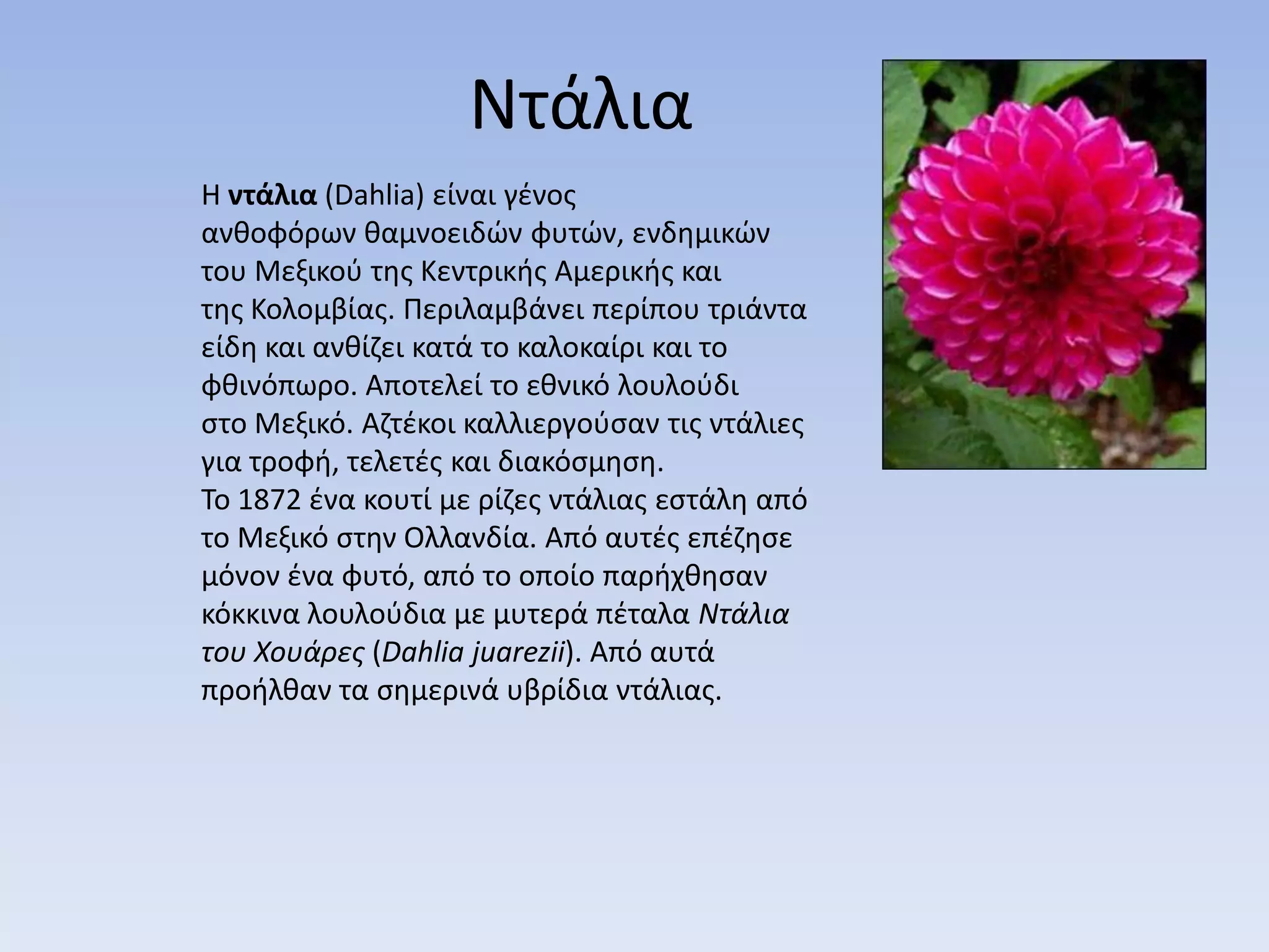 Ντάλια
Η ντάλια (Dahlia) είναι γζνοσ
ανκοφόρων καμνοειδϊν φυτϊν, ενδθμικϊν
του Μεξικοφ τθσ Κεντρικισ Αμερικισ και
τθσ Κολομβίασ. Περιλαμβάνει περίπου τριάντα
είδθ και ανκίηει κατά το καλοκαίρι και το
φκινόπωρο. Αποτελεί το εκνικό λουλοφδι
ςτο Μεξικό. Αητζκοι καλλιεργοφςαν τισ ντάλιεσ
για τροφι, τελετζσ και διακόςμθςθ.
Το 1872 ζνα κουτί με ρίηεσ ντάλιασ εςτάλθ από
το Μεξικό ςτθν Ολλανδία. Από αυτζσ επζηθςε
μόνον ζνα φυτό, από το οποίο παριχκθςαν
κόκκινα λουλοφδια με μυτερά πζταλα Ντάλια
του Χουάρες (Dahlia juarezii). Από αυτά
προιλκαν τα ςθμερινά υβρίδια ντάλιασ.
 