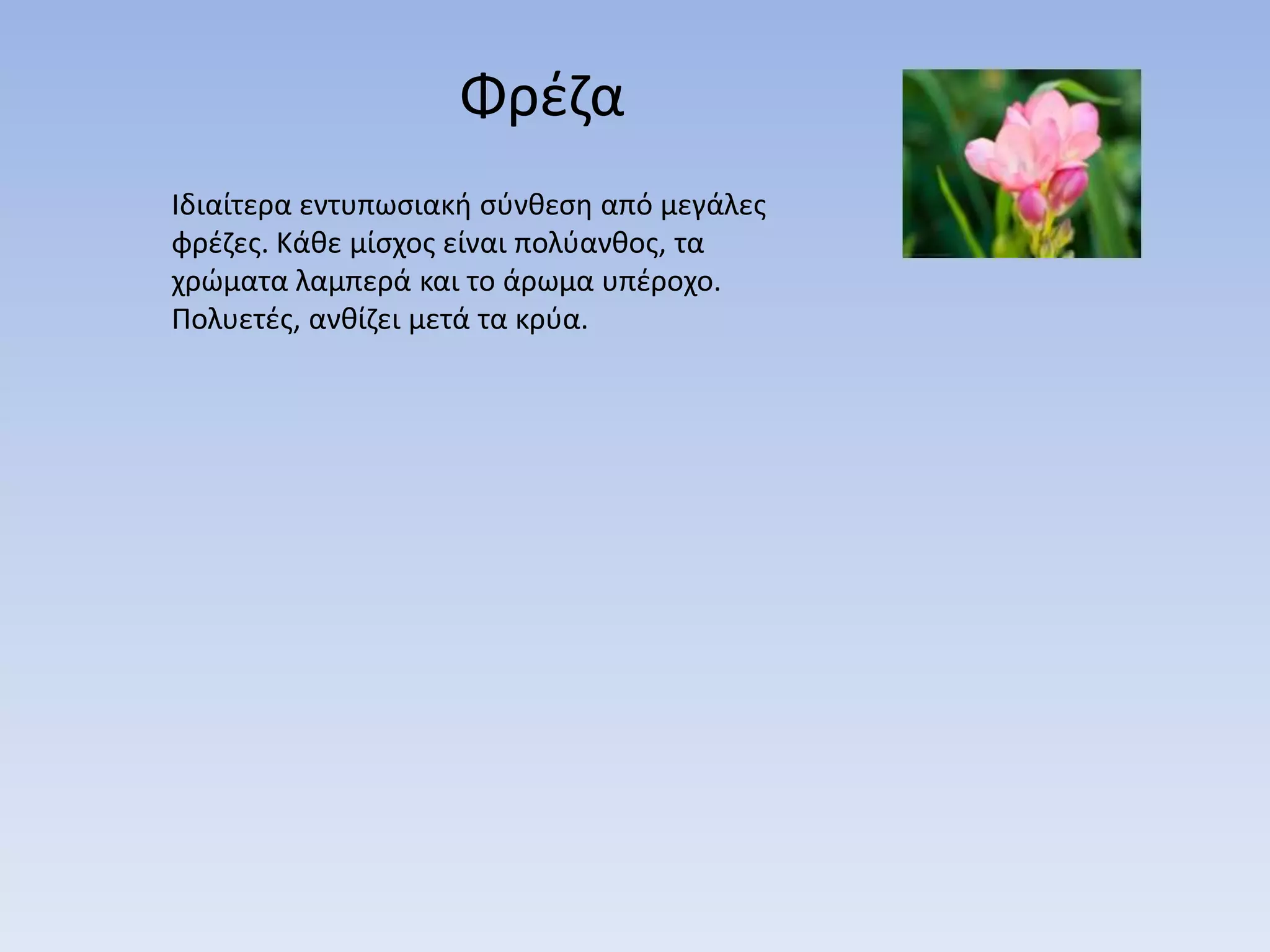 Φρζηα
Ιδιαίτερα εντυπωςιακι ςφνκεςθ από μεγάλεσ
φρζηεσ. Κάκε μίςχοσ είναι πολφανκοσ, τα
χρϊματα λαμπερά και το άρωμα υπζροχο.
Πολυετζσ, ανκίηει μετά τα κρφα.
 