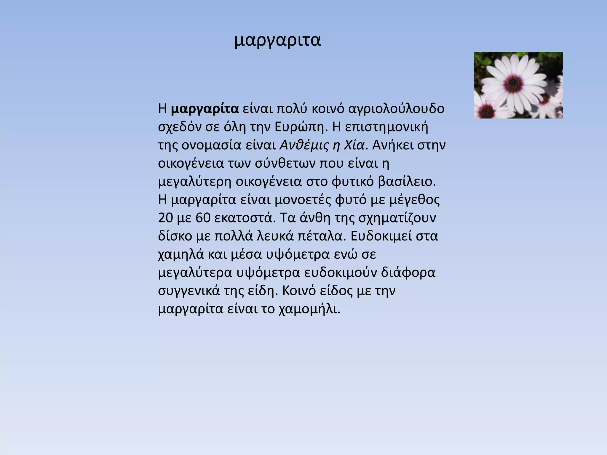 μαργαριτα


H μαργαρίτα είναι πολφ κοινό αγριολοφλουδο
ςχεδόν ςε όλθ τθν Ευρϊπθ. Η επιςτθμονικι
τθσ ονομαςία είναι Ανθέμις η Χία. Ανικει ςτθν
οικογζνεια των ςφνκετων που είναι θ
μεγαλφτερθ οικογζνεια ςτο φυτικό βαςίλειο.
Η μαργαρίτα είναι μονοετζσ φυτό με μζγεκοσ
20 με 60 εκατοςτά. Τα άνκθ τθσ ςχθματίηουν
δίςκο με πολλά λευκά πζταλα. Ευδοκιμεί ςτα
χαμθλά και μζςα υψόμετρα ενϊ ςε
μεγαλφτερα υψόμετρα ευδοκιμοφν διάφορα
ςυγγενικά τθσ είδθ. Κοινό είδοσ με τθν
μαργαρίτα είναι το χαμομιλι.
 