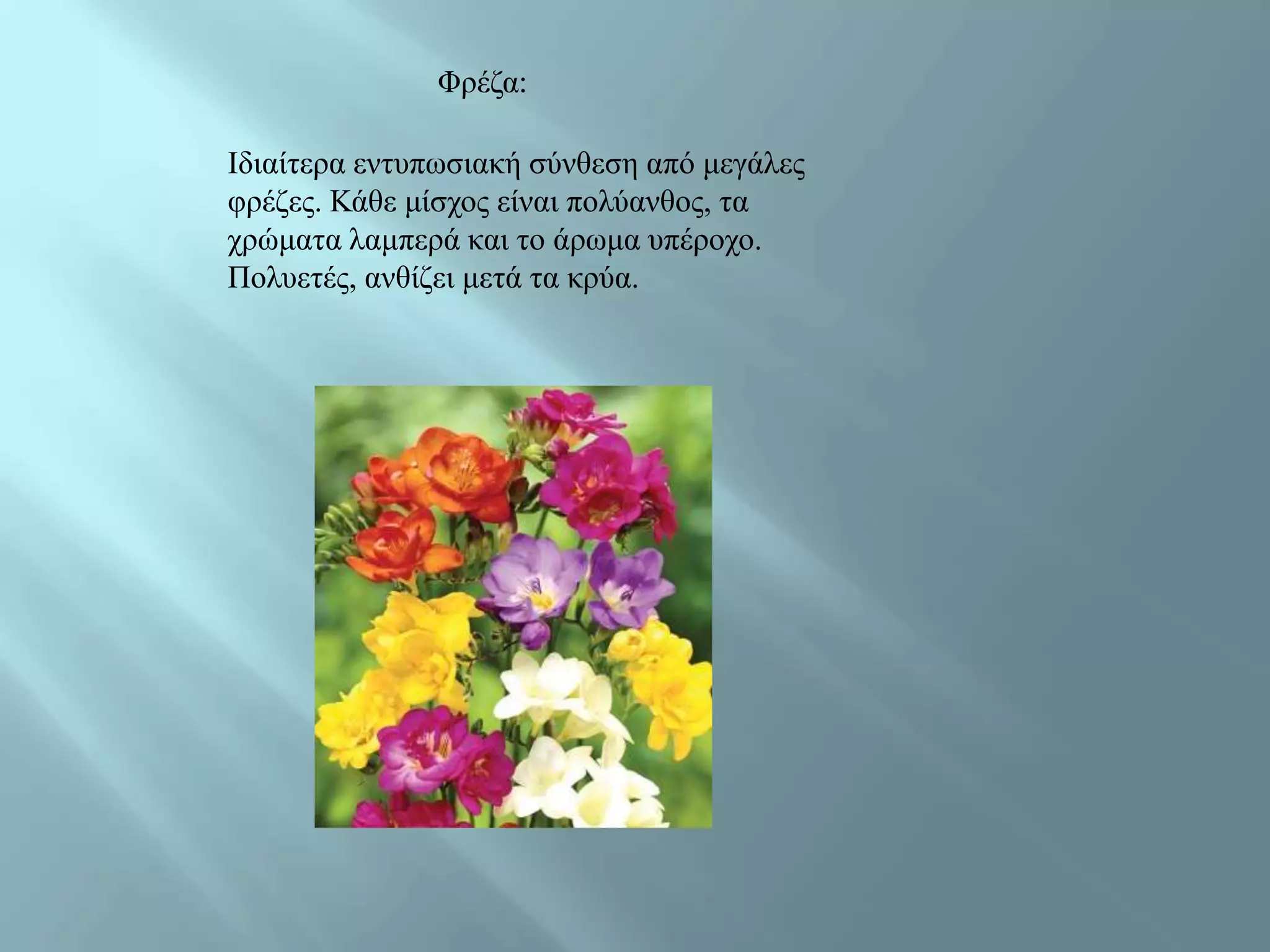 Φξέδα:

Ηδηαίηεξα εληππσζηαθή ζύλζεζε από κεγάιεο
θξέδεο. Κάζε κίζρνο είλαη πνιύαλζνο, ηα
ρξώκαηα ιακπεξά θαη ην άξσκα ππέξνρν.
Πνιπεηέο, αλζίδεη κεηά ηα θξύα.
 