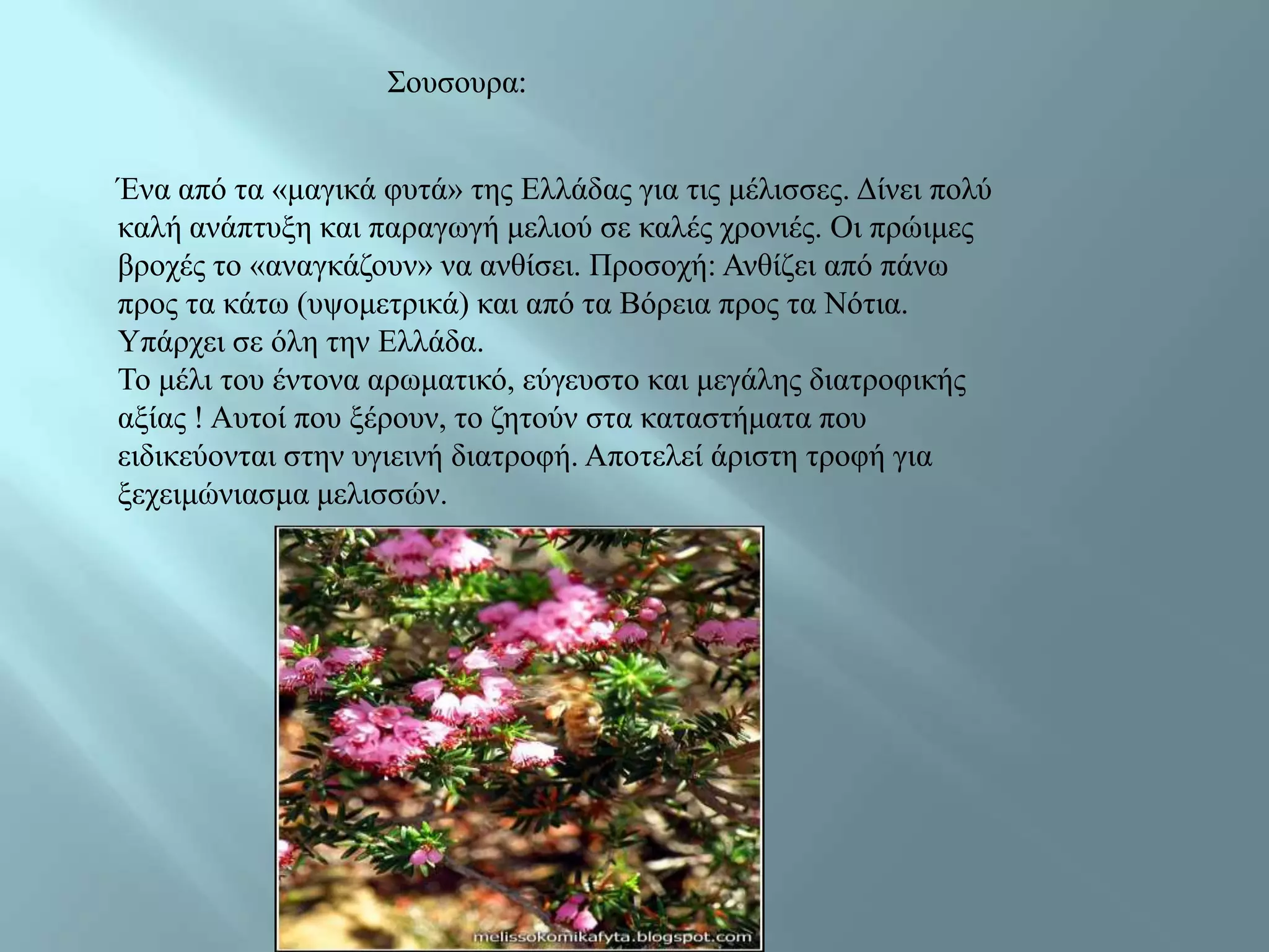 Σνπζνπξα:


Έλα από ηα «καγηθά θπηά» ηεο Διιάδαο γηα ηηο κέιηζζεο. Γίλεη πνιύ
θαιή αλάπηπμε θαη παξαγσγή κειηνύ ζε θαιέο ρξνληέο. Οη πξώηκεο
βξνρέο ην «αλαγθάδνπλ» λα αλζίζεη. Πξνζνρή: Αλζίδεη από πάλσ
πξνο ηα θάησ (πςνκεηξηθά) θαη από ηα Βόξεηα πξνο ηα Νόηηα.
Υπάξρεη ζε όιε ηελ Διιάδα.
Τν κέιη ηνπ έληνλα αξσκαηηθό, εύγεπζην θαη κεγάιεο δηαηξνθηθήο
αμίαο ! Απηνί πνπ μέξνπλ, ην δεηνύλ ζηα θαηαζηήκαηα πνπ
εηδηθεύνληαη ζηελ πγηεηλή δηαηξνθή. Απνηειεί άξηζηε ηξνθή γηα
μερεηκώληαζκα κειηζζώλ.
 