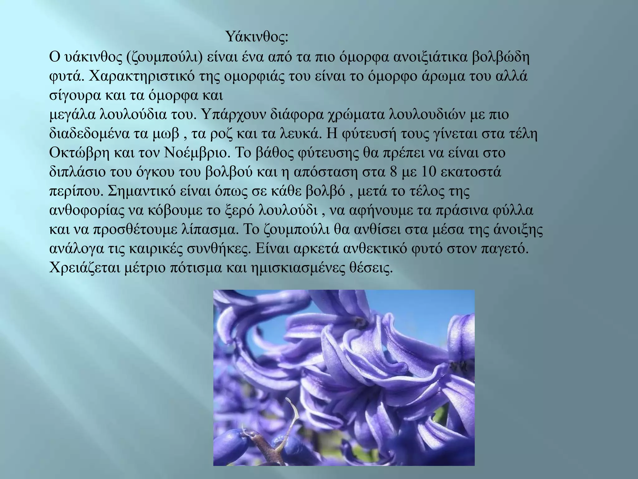 Υάθηλζνο:
Ο πάθηλζνο (δνπκπνύιη) είλαη έλα από ηα πην όκνξθα αλνημηάηηθα βνιβώδε
θπηά. Φαξαθηεξηζηηθό ηεο νκνξθηάο ηνπ είλαη ην όκνξθν άξσκα ηνπ αιιά
ζίγνπξα θαη ηα όκνξθα θαη
κεγάια ινπινύδηα ηνπ. Υπάξρνπλ δηάθνξα ρξώκαηα ινπινπδηώλ κε πην
δηαδεδνκέλα ηα κσβ , ηα ξνδ θαη ηα ιεπθά. Ζ θύηεπζή ηνπο γίλεηαη ζηα ηέιε
Οθηώβξε θαη ηνλ Ννέκβξην. Τν βάζνο θύηεπζεο ζα πξέπεη λα είλαη ζην
δηπιάζην ηνπ όγθνπ ηνπ βνιβνύ θαη ε απόζηαζε ζηα 8 κε 10 εθαηνζηά
πεξίπνπ. Σεκαληηθό είλαη όπσο ζε θάζε βνιβό , κεηά ην ηέινο ηεο
αλζνθνξίαο λα θόβνπκε ην μεξό ινπινύδη , λα αθήλνπκε ηα πξάζηλα θύιια
θαη λα πξνζζέηνπκε ιίπαζκα. Τν δνπκπνύιη ζα αλζίζεη ζηα κέζα ηεο άλνημεο
αλάινγα ηηο θαηξηθέο ζπλζήθεο. Δίλαη αξθεηά αλζεθηηθό θπηό ζηνλ παγεηό.
Φξεηάδεηαη κέηξην πόηηζκα θαη εκηζθηαζκέλεο ζέζεηο.
 